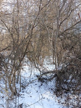 Kışın çıplak Dinyeper ormanının çalılıklarında, karla kaplı patikalarda akşam güneşinin altında yürümek çok hoş..