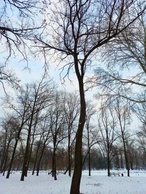 Karlı bir kış günü, mavi, parçalı bulutlu gökyüzüne karşı genç bir park ormanı manzarası..