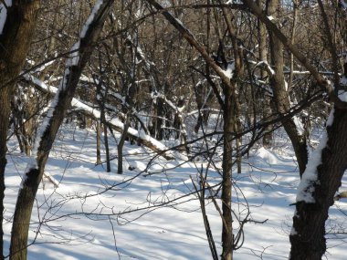 Soğuk Ocak güneşinin ışınlarında parıldayan, derin, beyaz kar akıntılarının altındaki bozkır ormanının inanılmaz görüntüsü..