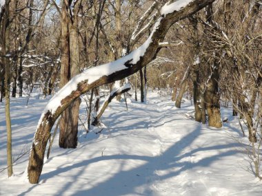 Genç bir ormanın çalılıklarından geçerek Dinyeper 'in donmuş kıyısına doğru zorlu bir yolculuk..