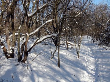 Genç bir ormanın çalılıklarından geçerek Dinyeper 'in donmuş kıyısına doğru zorlu bir yolculuk..