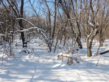 Orman ağaçlarının tuhaf güzelliği kışın kar beyazı giysiler içinde parlak Ocak güneşinin altında.