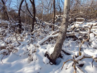 Soğuk Ocak güneşinin ışınlarında parıldayan, derin, beyaz kar akıntılarının altındaki bozkır ormanının inanılmaz görüntüsü..