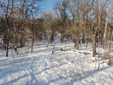 Kış güneşinin ilk ışıkları altında çıplak bir bozkır ormanının karla kaplı çalılıklarının etkileyici doğal bir resmi..