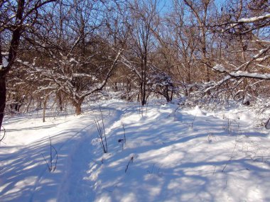 Kar yağışlarında zar zor yürüyenlerin manzarası acımasız bir şekilde gezgini ormana çağırır kışın doğasına hayran olmak için..