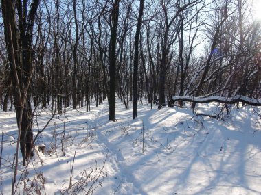 Karla kaplı genç bir ormanın muhteşem manzarası batan güneşin ışınlarıyla ağaçların dibinde temiz bir kar halısının arka planında..