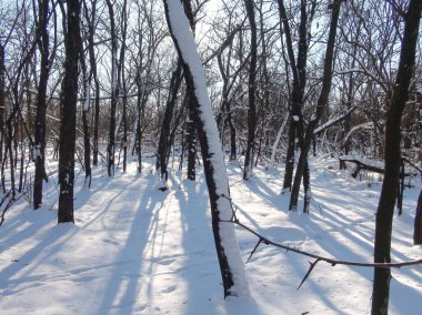 Karla kaplı genç bir ormanın muhteşem manzarası batan güneşin ışınlarıyla ağaçların dibinde temiz bir kar halısının arka planında..