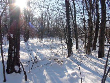 Ağaç gövdesinden güneşe dikkatle bak. Yeni düşen kar halısından parıldıyor ve yansıyor..