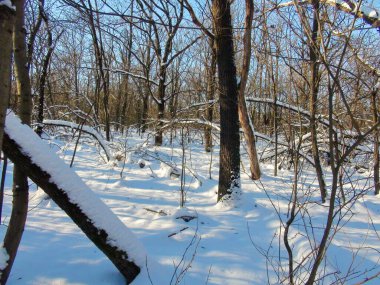 Kış doğasının tarifsiz güzelliği kar kaplı bozkır ormanlarının çalılıklarında, dondurucu güneşin parlak parıltısında ufuktaki mavi gökyüzünün arka planında..