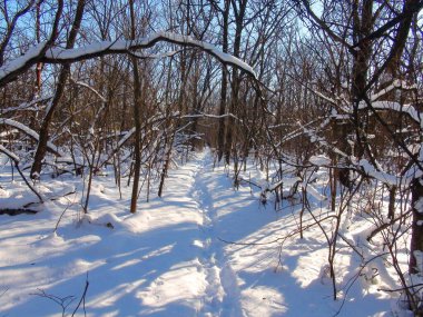 Kar yağışlarında zar zor yürüyenlerin manzarası acımasız bir şekilde gezgini ormana çağırır kışın doğasına hayran olmak için..