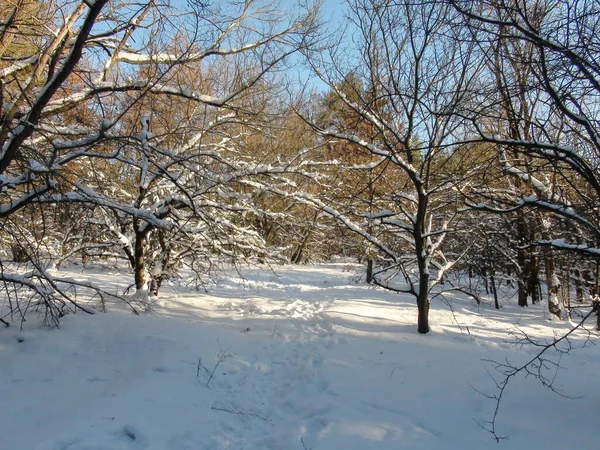 Güneşin batışındaki uzun kar yağışından sonra kış ormanının eşsiz doğal bir resmi..