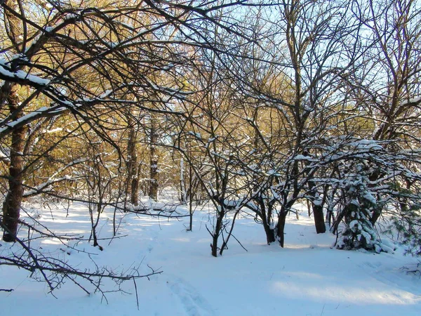 Güneşin batışındaki uzun kar yağışından sonra kış ormanının eşsiz doğal bir resmi..