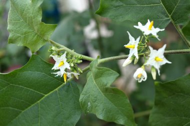 Beyaz çiçekleri kapayın ve Tayland 'da sarı Solanum torvumu tomurcuklansın. Genel adı Bezelye Patlıcan, Hindili Böğürtlen, Şeytan İncir veya Susumber..