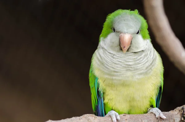 Pássaro verde na filial — Fotografia de Stock