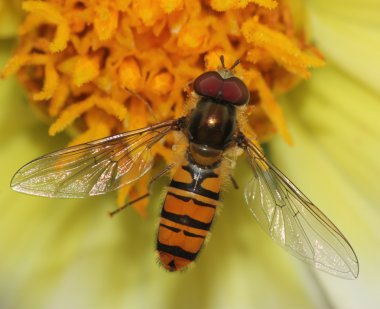 Bir yaz çiçek makro closeup anında hover