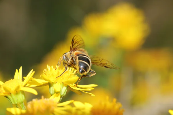 Abeja vista desde atrás en una flor silvestre de verano —  Fotos de Stock