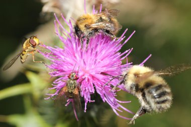 dört böcekler thistle çiçek paylaşımı