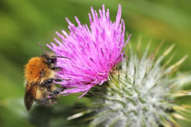 bir bal arısı bir thistle üzerinde makro closeup