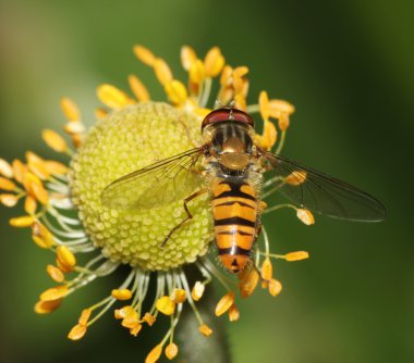 bir çiçek kafasına dinlenme vurgulu sinek