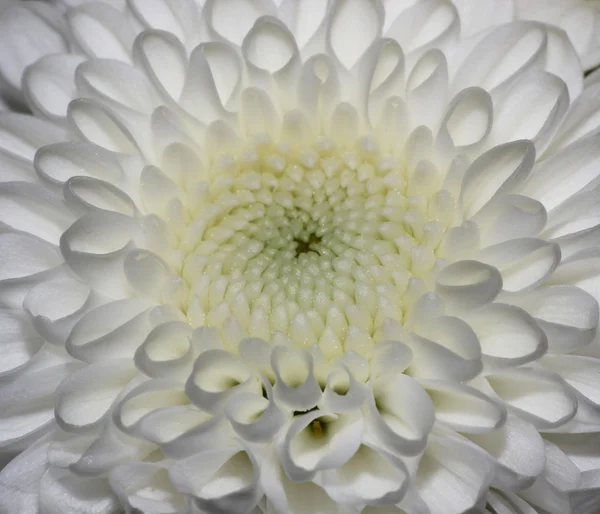Stor vit blomma närbild makro — Stockfoto