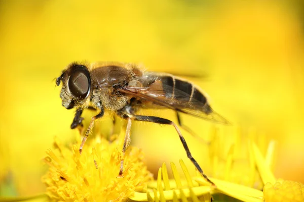 Yaz saati sinek üzerinde parlak sarı çiçekler dinlenme — Stok fotoğraf