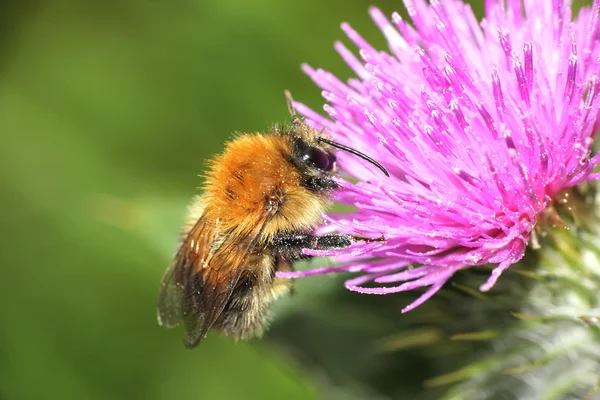 Abeja de miel en un cardo escocés púrpura. Primer plano macro —  Fotos de Stock