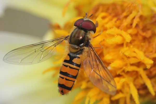 Bir yaz saati çiçek dinlenme vurgulu sinek — Stok fotoğraf