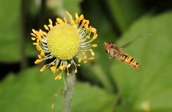 Hover voar em voo — Fotografia de Stock