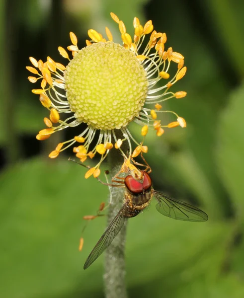 Yaz güneşi çiçek kafasından üzerinde dinlenme closeup makro vurgulu sinek — Stok fotoğraf