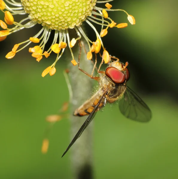Flotar mosca descansando sobre una cabeza de flor —  Fotos de Stock