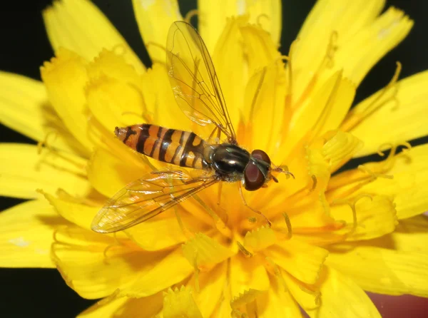 Hora de verano flotar volar sobre una flor silvestre de color amarillo brillante —  Fotos de Stock