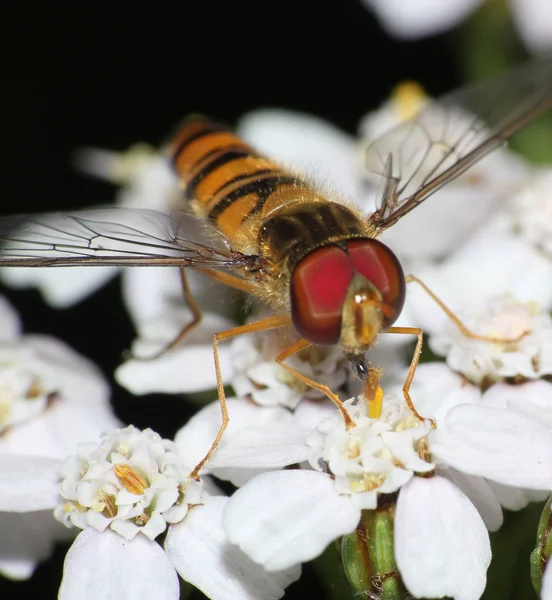 Hover voar descansando sobre flores selvagens. Fechar macro — Fotografia de Stock