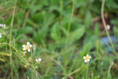 Parlak yeşil çayırlarda sarı merkezli küçük beyaz çiçekler.