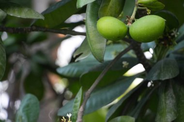 Olgunlaşmamış iki yeşil mangoyu canlı yapraklarla ağaçta yakın plan çekelim.