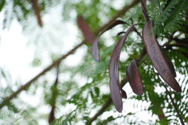 Yeşil yaprakları ve dalları olan bir ağaçtaki kahverengi tohumların yakın çekimi.