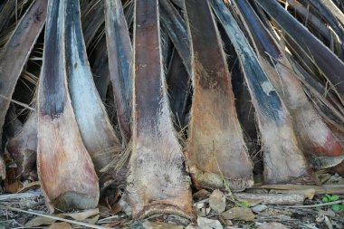 Uzun kahverengi yaprakları ve lifli dokusu olan bir hurma ağacının gövdesine yakın plan.