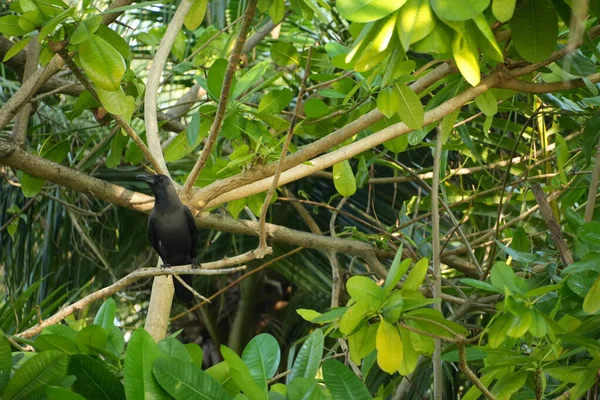 bir ağaç üzerinde kara bir karga