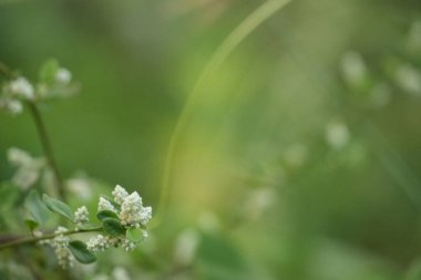 Yaprakları ve bulanık arkaplanı olan yeşil saplı küçük beyaz çiçeklerin yakın çekimi
