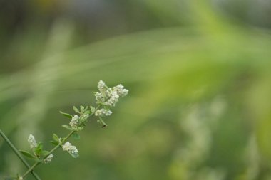Narin, beyaz bir kır çiçeği bulanık bir arka planı olan yeşil bir çayırda çiçek açar..