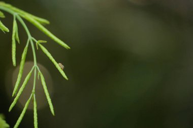 İnce yeşil bir bitki dalında oturan küçük böcek. Etrafı karanlık ve bulanık.