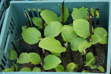 Siyah kaplarda büyük yeşil yaprakları olan küçük patlıcan bitkileri, mavi bir sandıkta.