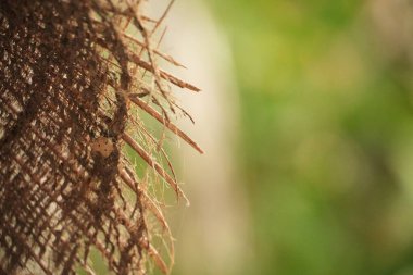 yakın - bir ağaç dalının görünümü