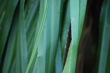 Yeşil yapraklar, doğa bitki örtüsü