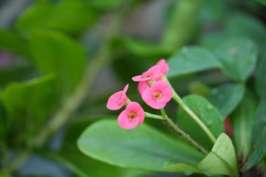 Yeşil yapraklarla çevrili pembe dikenli taç.
