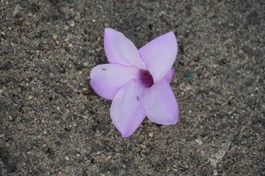 Bahçede güzel pembe bir çiçek