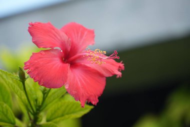 Su damlacıkları ve erkek organlarıyla narin pembe bir amber çiçeğinin yakın çekimi.