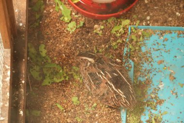 Yeşil yapraklar ve molozlarla çevrili bir bıldırcın çamurda duruyor.