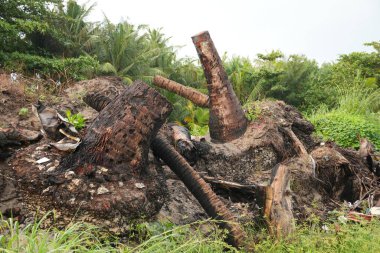 Kökü sökülmüş palmiye kütüğü tropikal bir ormanda yemyeşil ile çevrili. Doğal afet ve ekolojik dayanıklılık hissi uyandırıyor.