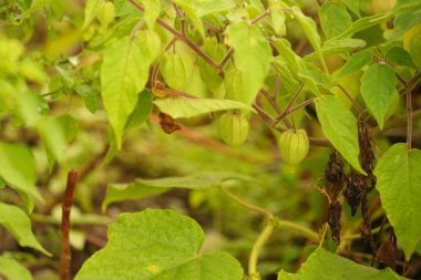 Canlı yaprakları olan sağlıklı bir bitkide yetişen taze yeşil kirazlar, organik bahçıvanlık, sürdürülebilir yaşam ve sağlıklı beslenme kavramları için mükemmel.