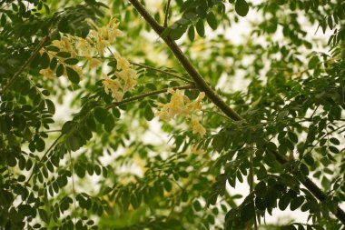 Canlı yeşil yaprakları ve sarı çiçekleri olan Moringa ağacı, sağlık ve refahı sembolize eder.
